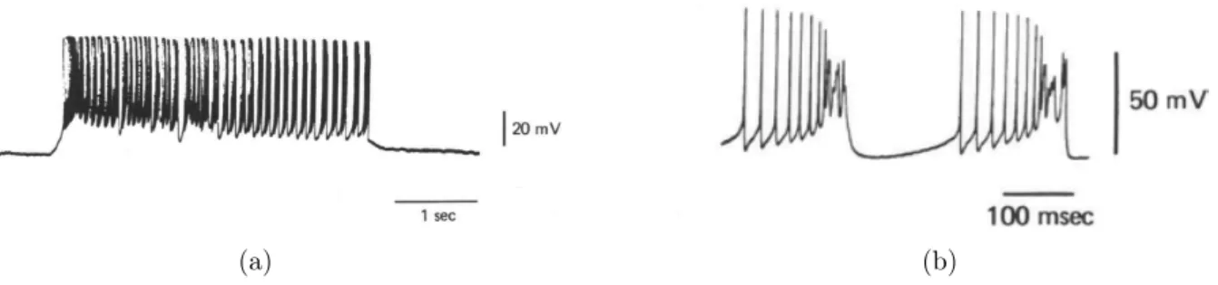 Figure 3.9: Spontaneous repetitive activation of guinea pig Purkinje cells [Llinas and Sugimori, 1980a].