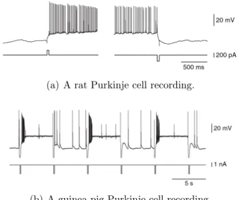 Figure 3.12: Whole-cell recording in vivo [Loewenstein et al., 2005].