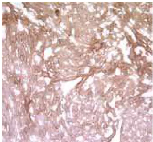 Figure  7:  Immunostaining  on  healthy  C57B1/6  mice  heart  (Magnification  50X)  A