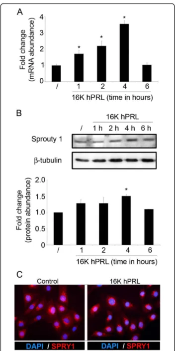 Figure 1 16 K hPRL treatment increases SPRY1 mRNA and protein levels in primary and human endothelial cells