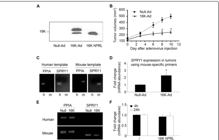 Figure 2 16 K hPRL increases endothelial SPRY1 expression in vivo in a mouse xenograft tumor model