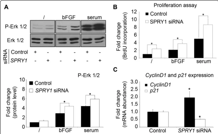 Figure 5 SPRY1 silencing increases MAPK activation and endothelial cell proliferation by adapting cell-cycle regulator expression