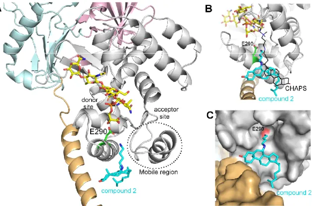 Figure 4. Model of the potential binding mode of compound 2 on the GTase domain of PBP1b (PDB  code  5HLB)