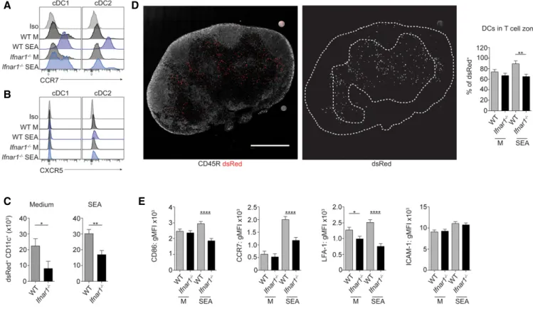 Figure 5. FL-cDC migration and localization in vivo is deficient in the absence of IFNAR signaling.