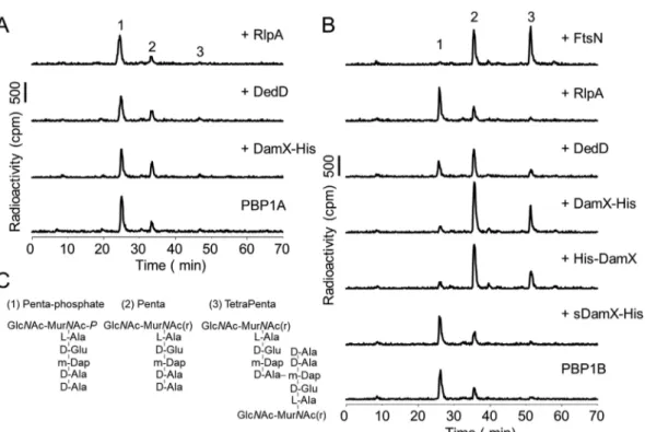 FIG 8 Effects of SPOR proteins on the GTase and TPase activity of PBPs at low concentrations