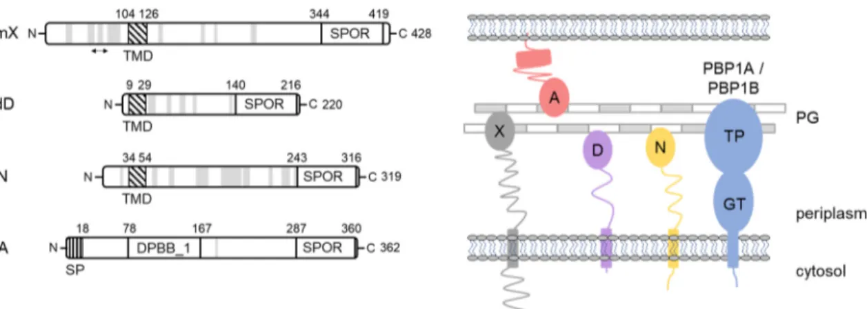 FIG 1 SPOR domain containing proteins in E. coli. (Left) Domains of each protein and their deﬁning residues according to UniProt and Pfam