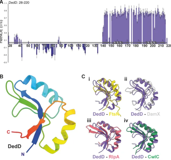 FIG 2 Structure of E. coli DedD. Heteronuclear 1 H- 15 N NOE (HetNOE) ratios between saturated and reference experiments for DedD