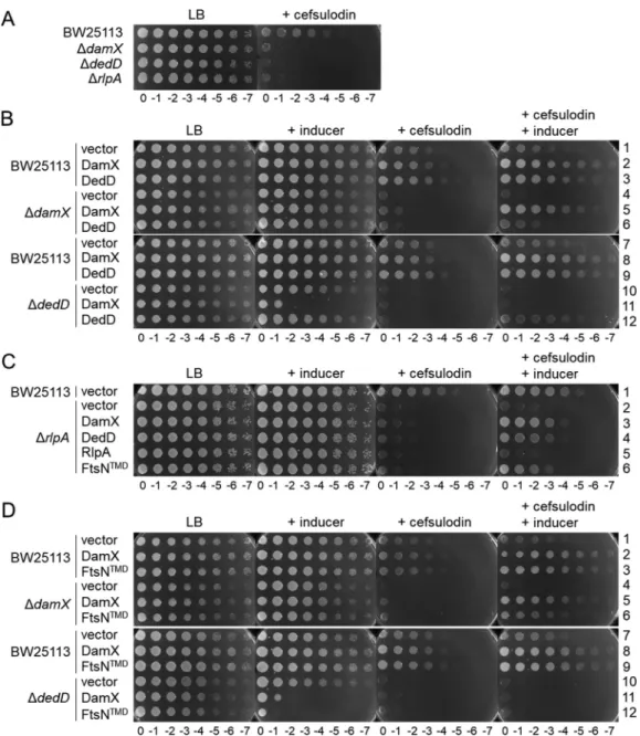 FIG 3 The absence of SPOR domain proteins increases the sensitivity to cefsulodin. (A) Plate spotted with tenfold serial dilutions of the indicated strains in the presence or absence of cefsulodin