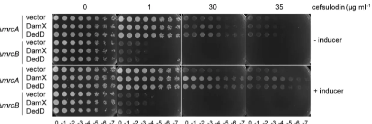 FIG 4 DamX and DedD enhance cellular PBP1B functionality. Tenfold serial dilutions of ΔmrcA or ΔmrcB cells overproducing the full-length plasmid-encoded DamX or DedD proteins were spotted on a plate at different cefsulodin concentrations