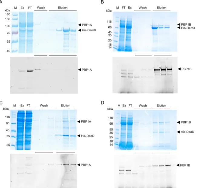 FIG 5 Interactions between SPOR proteins and class A PBPs. The proteins were coexpressed in E