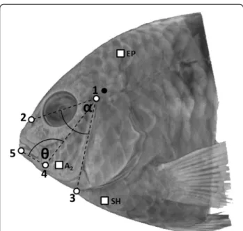 Figure 3 Illustration of the landmarks to measure kinematic variables and electrodes positions for electromyography study.