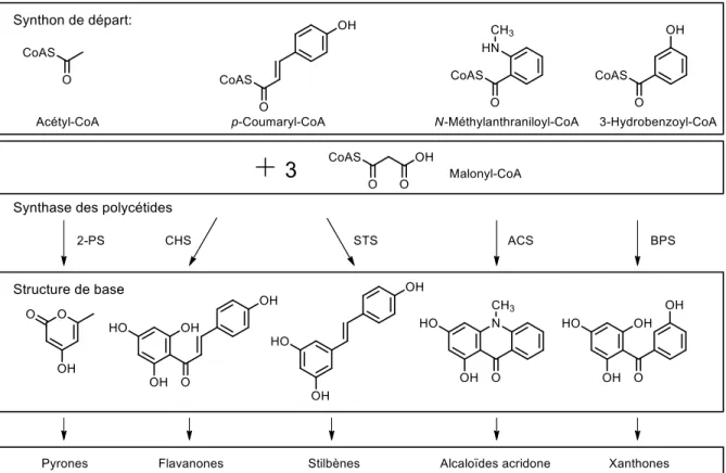 Figure 13. Exemples de synthase de polycétides; PS, synthase de pyrone; CHS, synthase de chalcone; STS, synthase de  stilbène; ACS, synthase d'acridone; BPS, synthase de benzophénone 