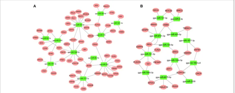 FIGURE 3 | miRNA-mRNA interactions in spleen associated with SE infection. (A) miRNA-mRNA network among up-regulated miRNAs and down-regulated mRNAs (B) miRNA-mRNA network among down-regulated miRNAs and up-regulated mRNAs.