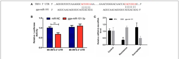 FIGURE 4 | Regulation of IRF4 by gga-miR-101-3p. (A) Predicted gga-miR-101-3p binding sites at distinct positions in IRF4; nucleotides of the gga-miR-101-3p seed region are in red
