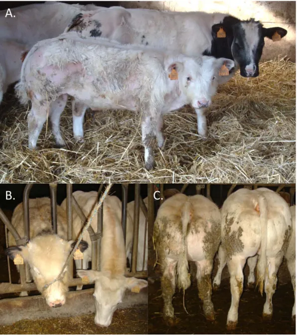 Figure 2. Features of animals homozygous for the RNF11 c124-2A.G mutation. Affected (front) and control (back) calves of same age, illustrating the proportionate growth retardation, close forehand, and hairy head masking a narrow skull (A)