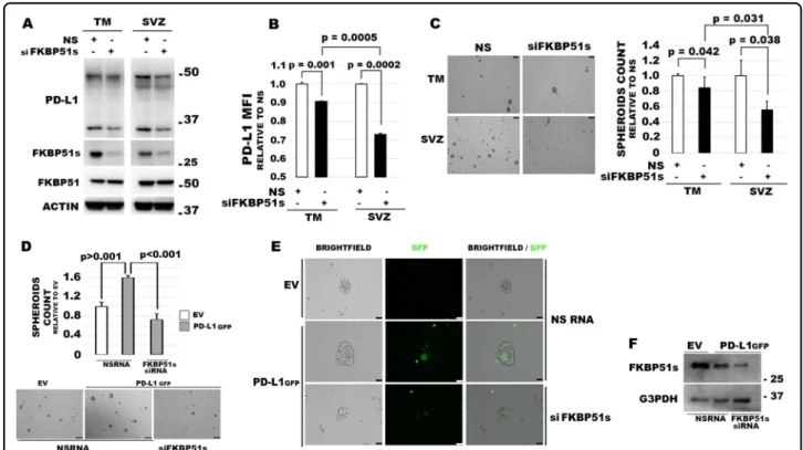 Fig. 4 FKBP51s regulates PD-L1 expression and spheroid formation in TM-GBM and SVZ-GBM cells