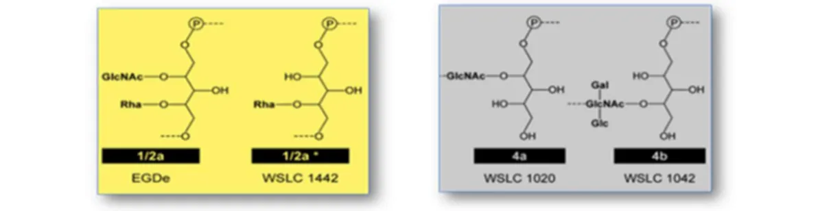 Figure  1.4.  Ponts  interpeptidiques  reliant  les  acides  aminés  D-Ala  et  M-DAP  chez  L