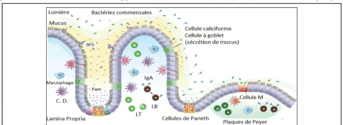 Figure 1.12. Infiltration bactérienne à travers l’épithélium intestinal (homéostasie et  infection)