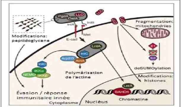 Figure 1.16. Action localisée des facteurs de virulence de L. monocytogenes chez  la cellule eucaryote