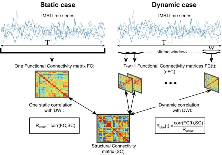 Fig. 1 Comparison between the static and the dynamic analysis of the correlation between structural and functional connectivities (SC and FC, respectively)