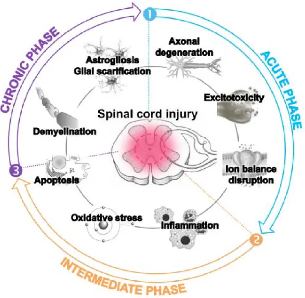 Figure 1. Physiopathological events occurring after spinal cord injury, contributing to the harmful  environment that hampers axonal regrowth and recovery