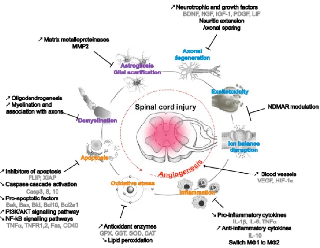 Figure 2. Adult MSCs/NCSCs properties and the different ways they can contribute to functional  recovery after spinal cord injury