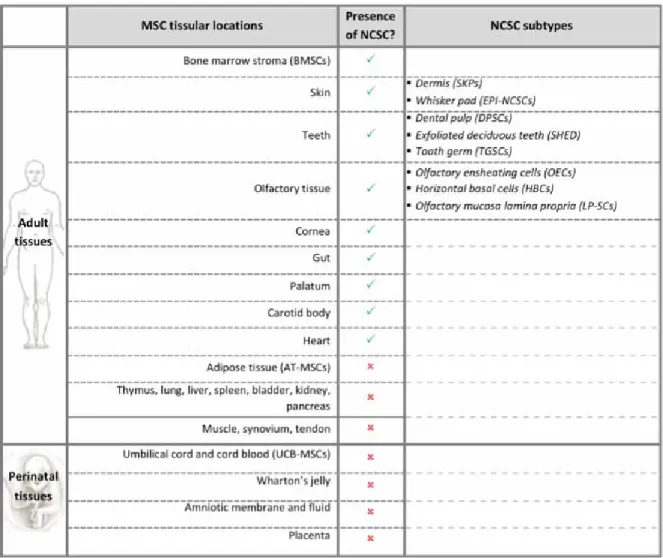 Table 1: MSCs and NCSCs in adult and perinatal tissues: AT-MSCs: Adipose tissue  mesenchymal stem cells, BMSCs: bone marrow stromal cells, DPSCs: Dental pulp stem cells;  EPI-NCSCs: Epidermal neural crest stem cells; HBCs: Horizontal basal cells; LP-NCSC: 