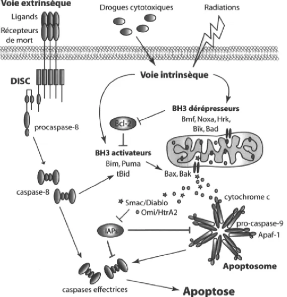 Figure 1-1. Principaux régulateurs de l'apoptose classique. 1) La voie extrinsèque est  déclenchée par le recrutement de la procaspase-8 par le complexe de signalisation de la mort  cellulaire DISC formé à la membrane plasmique suite à l'activation des réc
