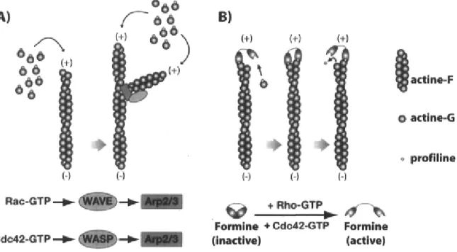 Figure 1-4 Régulation des deux mécanismes majeurs de polymérisation d'actine par les Rho  GTPases