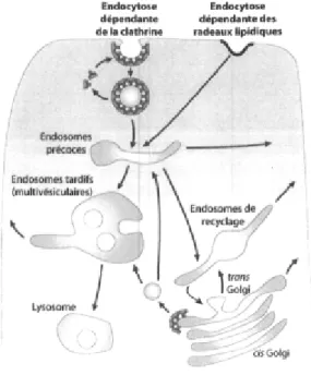Figure 1-6. Le transport endosomal. Les  protéines transmembranaires sont séquestrées  dans des puits recouverts de clathrine  (endocytose dépendante de la clathrine) ou dans  des domaines riches en cholestérol et en  phospholipides (endocytose dépendante 