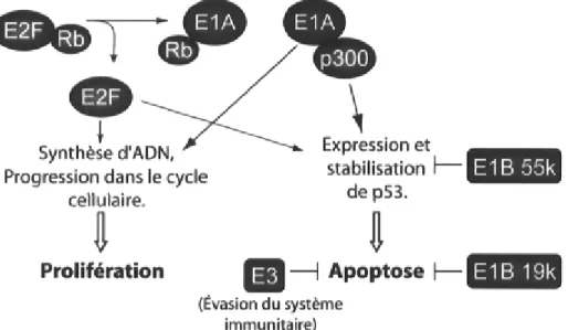 Figure 1-7 Transformation de la cellule hôte par les oncogènes viraux E1A et E1B. En liant les  régulateurs clés du cycle cellulaire pour forcer la prolifération cellulaire, El A sensibilise également  la cellule hôte à l'apoptose en stabilisant p53
