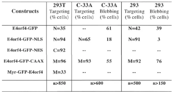 Table 2-1: Targeting efficiencies and Blebbing-inducing activities of the E4orf4-GFP  proteins  Constructs  293T  Targeting  (% cells)  C-33A C-33A Targeting Blebbing (% cells) (% cells)  293 293 Targeting Blebbing (% cells) (% cells)  E4orf4-GFP  E4orf4-G
