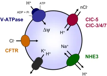 Fig. 4 Ion transport processes involved in endosomal acidification. The endosomal acidification is achieved by ATP-driven transport of cytosolic H + through the V-ATPase