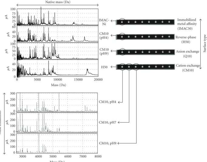 Figure 1: Eﬀects of diﬀerent ProteinChip array surfaces and wash conditions. The combination of ProteinChip array surface types and wash conditions maximize the potential for protein biomarker discovery.