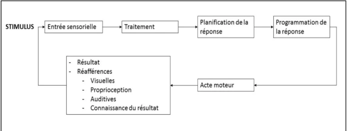 Figure 1 : Schéma simplifié de l’exécution de l’acte moteur.