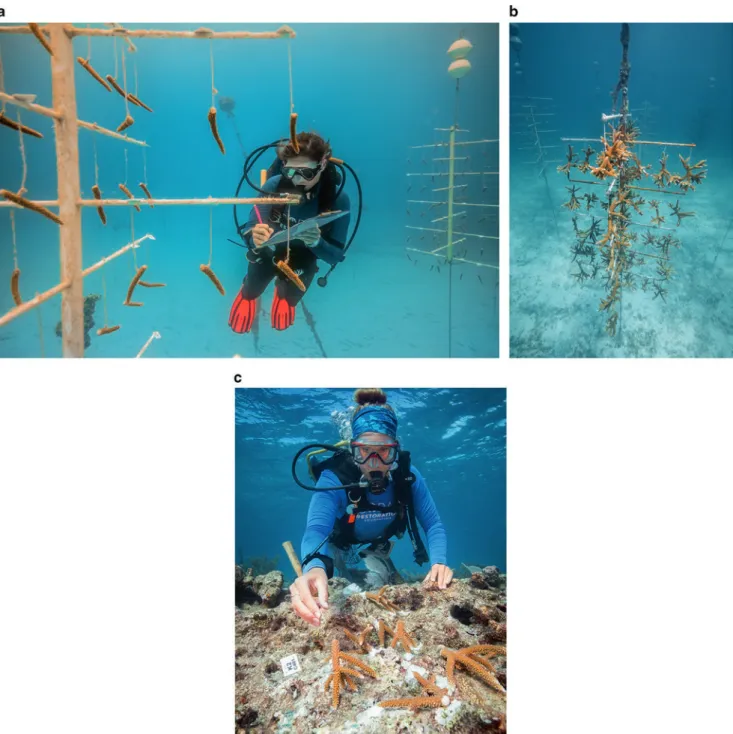 Fig. 5.2   Coral farming of Acroporacervicornis and planting in Key Largo, Florida (USA), performed by the Coral Restoration Foundation (per- (per-mission by Coral Restoration Foundation™)
