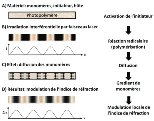 Figure  1.6 ­ Processus de  diffusion des monomères lors de l'enregistrement hologra­