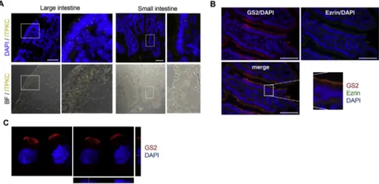 Fig. 3. Analysis of Itpkc mRNA and protein expression in testis and sperm isolated from and adult control mouse: (A) Testis cryosections were analyzed by ISH with a mouse Itpkc oligo RNAscope probe