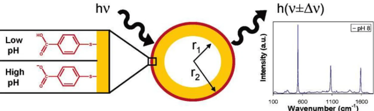 Figure 2.21 : Représentation schématique du principe derrière l’architecture sensibles au pH en SERS sur  une nano-coquille plasmonique en or 