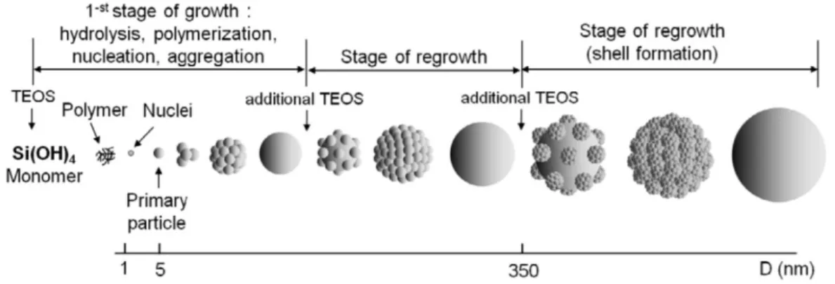 Figure 3.7 : Illustration du mécanisme de polymérisation et de condensation de nanoparticules de silice par  la méthode de Stöber