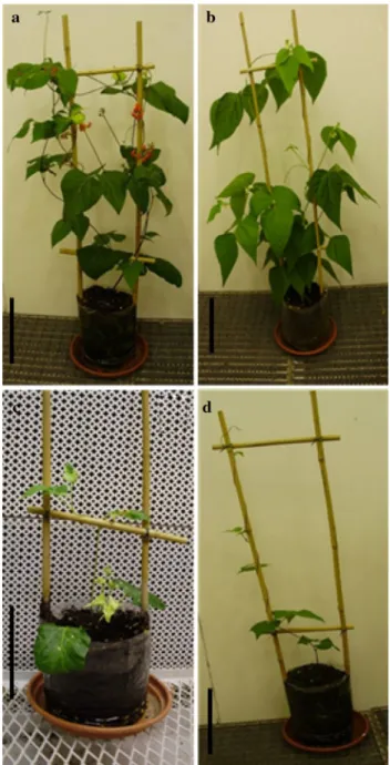 Fig. 3 Phenotype of parents and hybrids at 40 days after germina- germina-tion. a Phaseolus coccineus (NI16); b Phaseolus vulgaris (NI637);