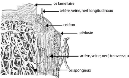 Figure 4 : Photographie MEB (échantillon moderne témoin, 200 µm) ; figuration des canaux de Havers,  lamelles osseuses, lacunes ostéocytaires et ligne de cément ; ostéons interstitiels entre les ostéons