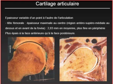 Figure n° 10  Le cartilage articulaire a une épaisseur légèrement différente qui est maximum au centre