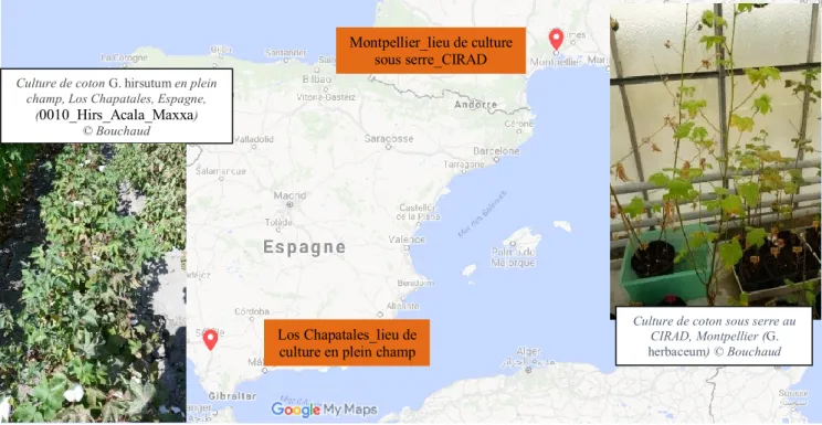 Figure 15 : Carte représentant les origines des spécimens modernes du CIRAD, Montpellier et de Las Chapatales, Séville  (Google maps) 