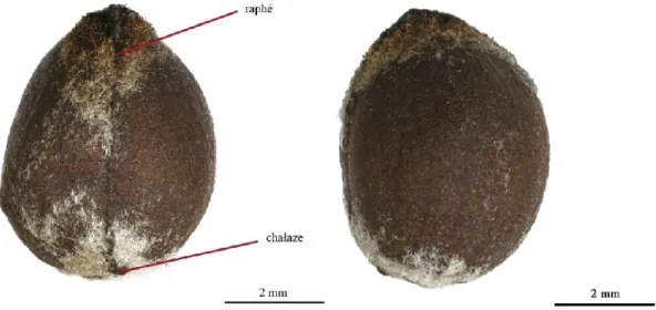Figure 29 : Une graine de coton moderne (0008_herb_BG7510_G7) en vue dorsale et latérale 