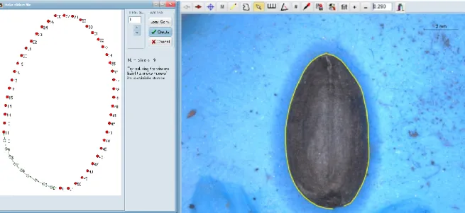 Figure 32 : Définition des points glissants (sliding semi-Landmark) sous TPS util   Figure 33 : Prise de contour d'une graine sous TPS Dig 
