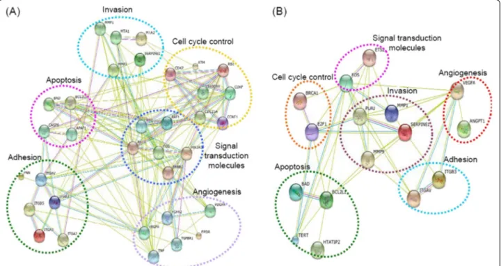 Figure 2 The cancer functional interaction network among the genes induced by OPNc overexpression in ovarian (A) and prostate carcinoma model (B)
