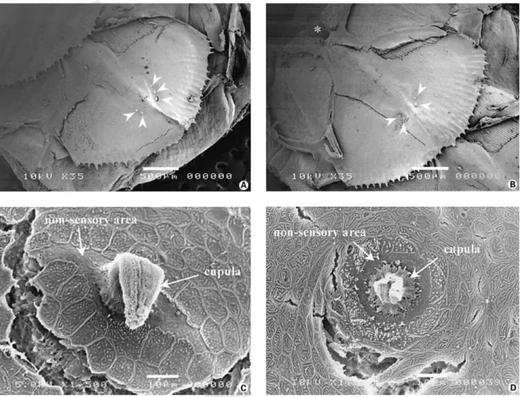 Fig. 1.  Scanning electron micrographs of modified scales and superficial neuromasts.  A  and  B  Micrographs of modified scales showing that superficial neuromasts (arrowheads) are always observed lateral to the caudal end of the hump formed by the canal 