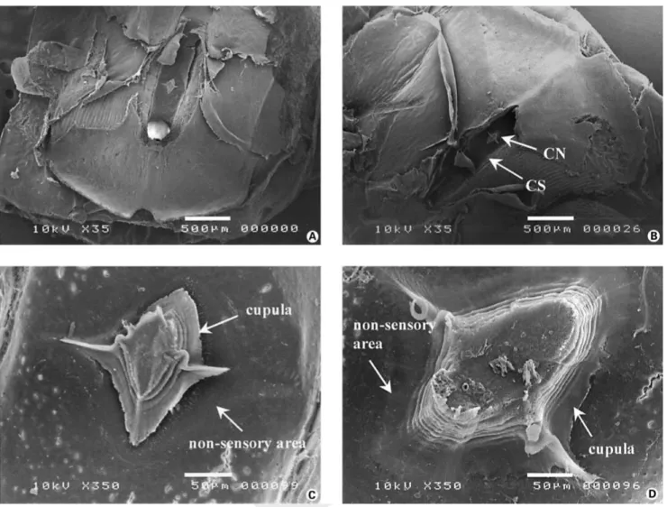 Fig. 3.  Scanning electron micrographs of modified scales and canal neuromasts exposed after removal of the roof of the canal segment.