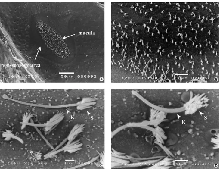 Fig. 4.  Details of the sensory epithelia of canal neuromasts observed after removal of the cupulae following treatment with MS222.